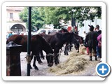 Adunata di Treviso 1994 - img-065