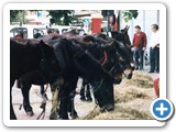 Adunata di Treviso 1994 - img-067