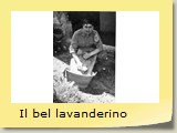Il bel lavanderino
